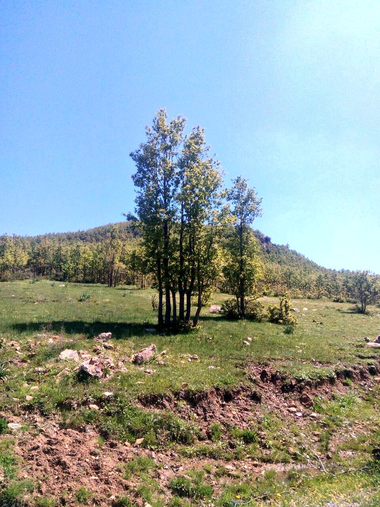 KabyleFemme's tweet photo. Ce n'est pas ni la suisse ni la russie, c'est bien en #kabylie, #chemini #bejaia https://t.co/TSi3rL8lCP https://t.co/I2OH0Zc4yj