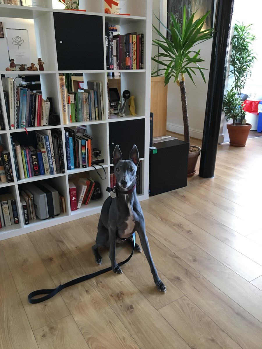KgAnimation's tweet image. Oh yeah! Dog in office! #dogatwork