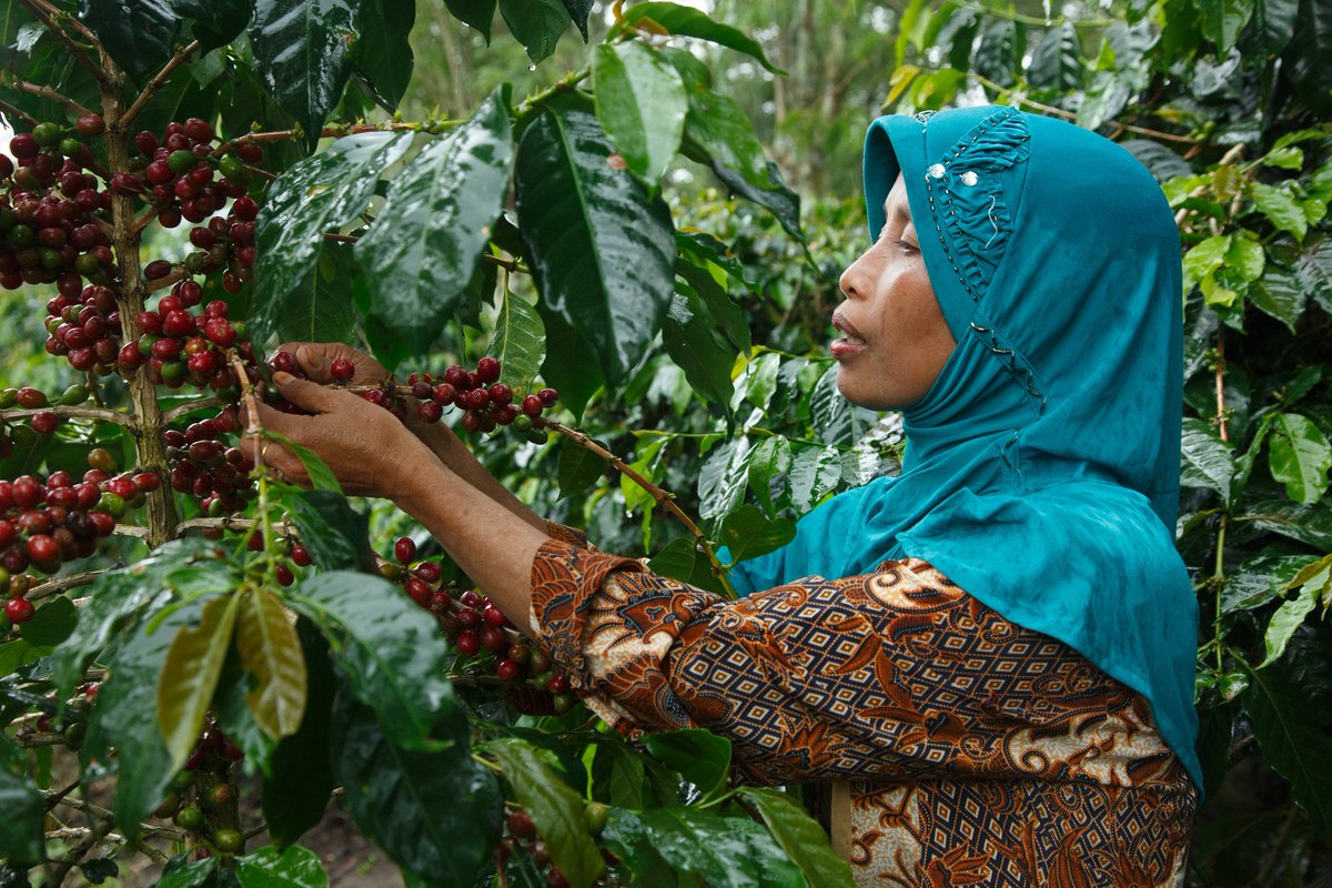 Around 125 million people worldwide depend on coffee for their livelihoods but many fail to earn a reliable living.

When you choose #Fairtrade, not only can farmers build a better quality of life, they can invest in growing better quality beans too.  >> bit.ly/2reZZNi