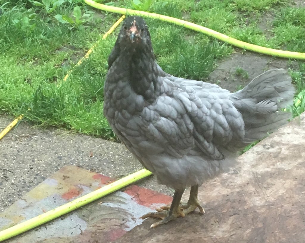 MrsLeslieMay's tweet photo. Trouble maker #1 and just how did you get out of the coop??? https://t.co/pnsfOKA1KR