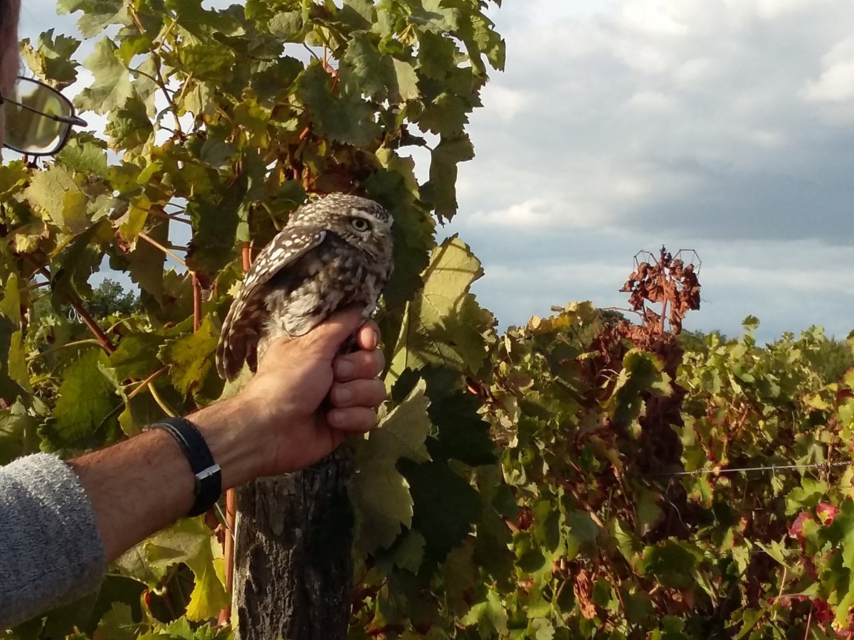 VigneronsBuzet's tweet photo. Préoccupant en effet l'appauvrissement de la #biodiversité commune! 🐞 Nous la préservons dans nos vignobles : réintroduction d'espèces protégées
https://t.co/wnhjZxrEcb @N_Hulot @Min_Ecologie. https://t.co/RwRcrkZdNS