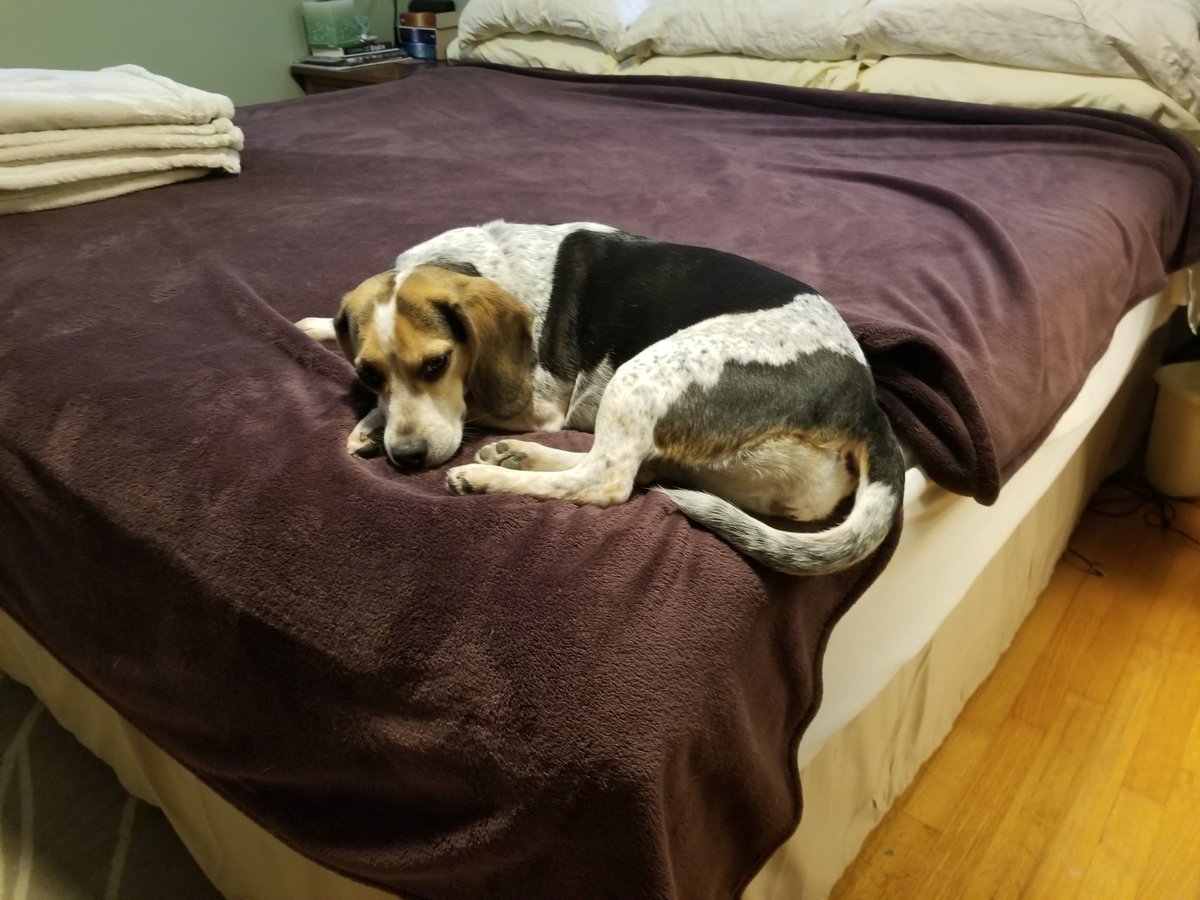 JustCallMeK's tweet photo. @joliekerr The princess refuses to move so we do the best we can. #LAMOB #stubbornbeagle https://t.co/zgVvi3YCYo