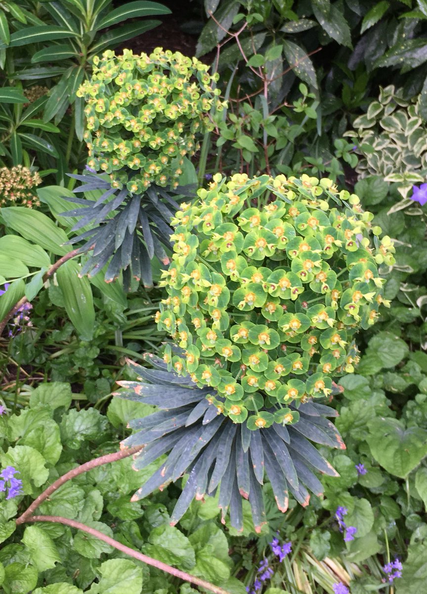 Here’s a bunch of ‘pineapple pom-poms’ for you. I’ve no idea what they are, but I rather like them. Seen at <a href="/RedHouseMuseum/">Red House Museum and Gardens</a> in Christchurch last week. A distinctly tropical flavour for a sunny weekend. yaay!! #FridayFeeling #Friyaay #fridayflowers
