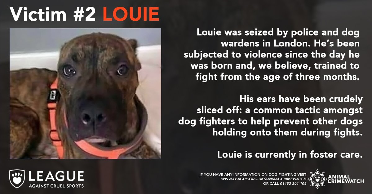 LeagueACS's tweet photo. You can help dogs like Louie. Please share our advice for professionals to help raise awareness of the signs of dog fighting. With your help, we can #EndDogFighting https://t.co/4ox3H3ytN2 https://t.co/cS2c4TNvdO