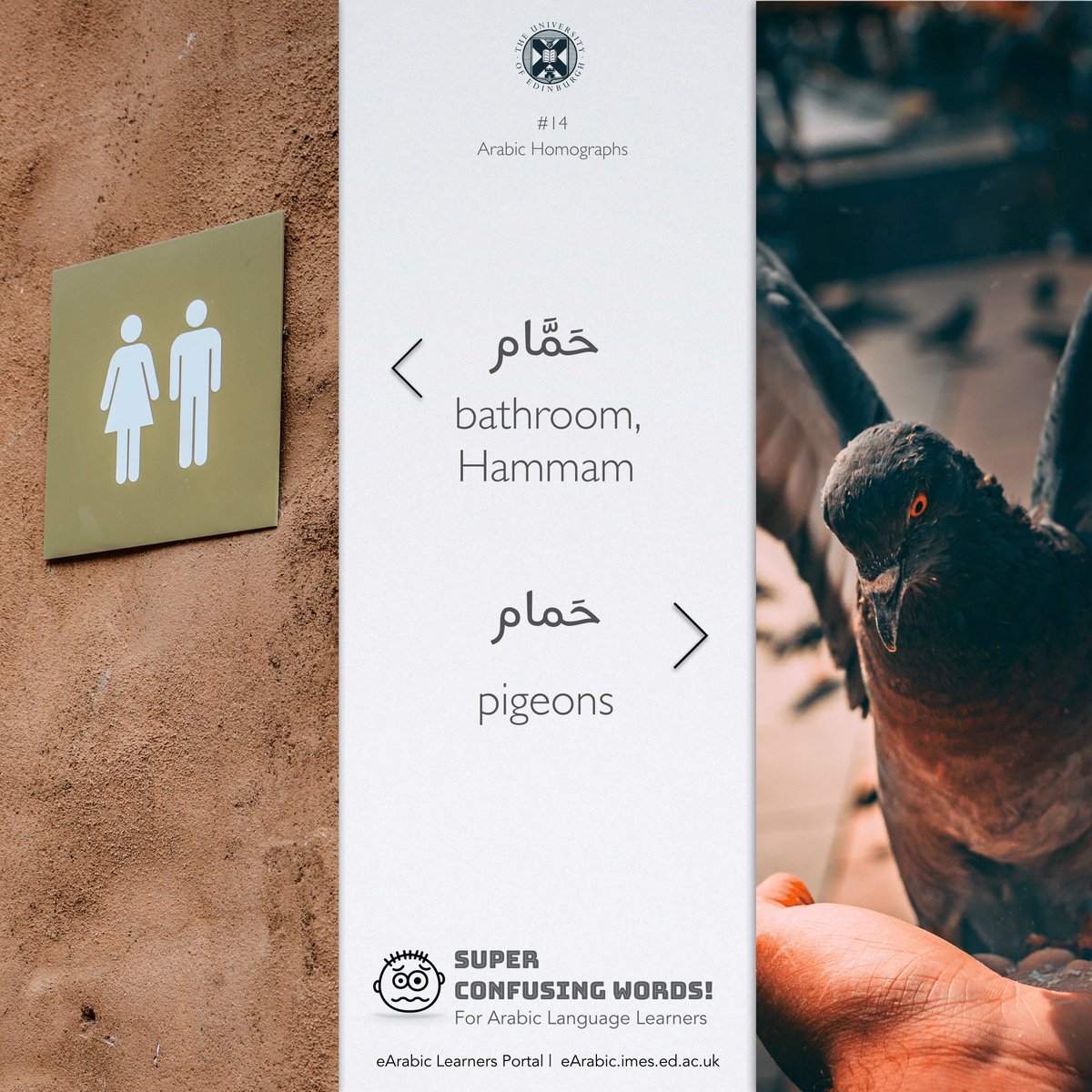OERabic's tweet photo. [حَمّام #Bathroom/#Hammam🛀 ] vs [حمام #Pigeons🐦]
Watch out for these very similarly pronounced words! #ArabicHomographs
The difference is all in the Shaddah sign above م ! 
#SuperConfusingWords #14 [Set#02]
#EasilyConfusedWords  #ConfusedWords  #ArabicVocabulary #ISpeakArabic https://t.co/ZuShTqL0uA