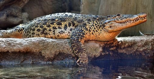 Animal_lessons's tweet photo. #endangered @zoobotlms

cuban crocodile https://t.co/hFbWXKhvOM