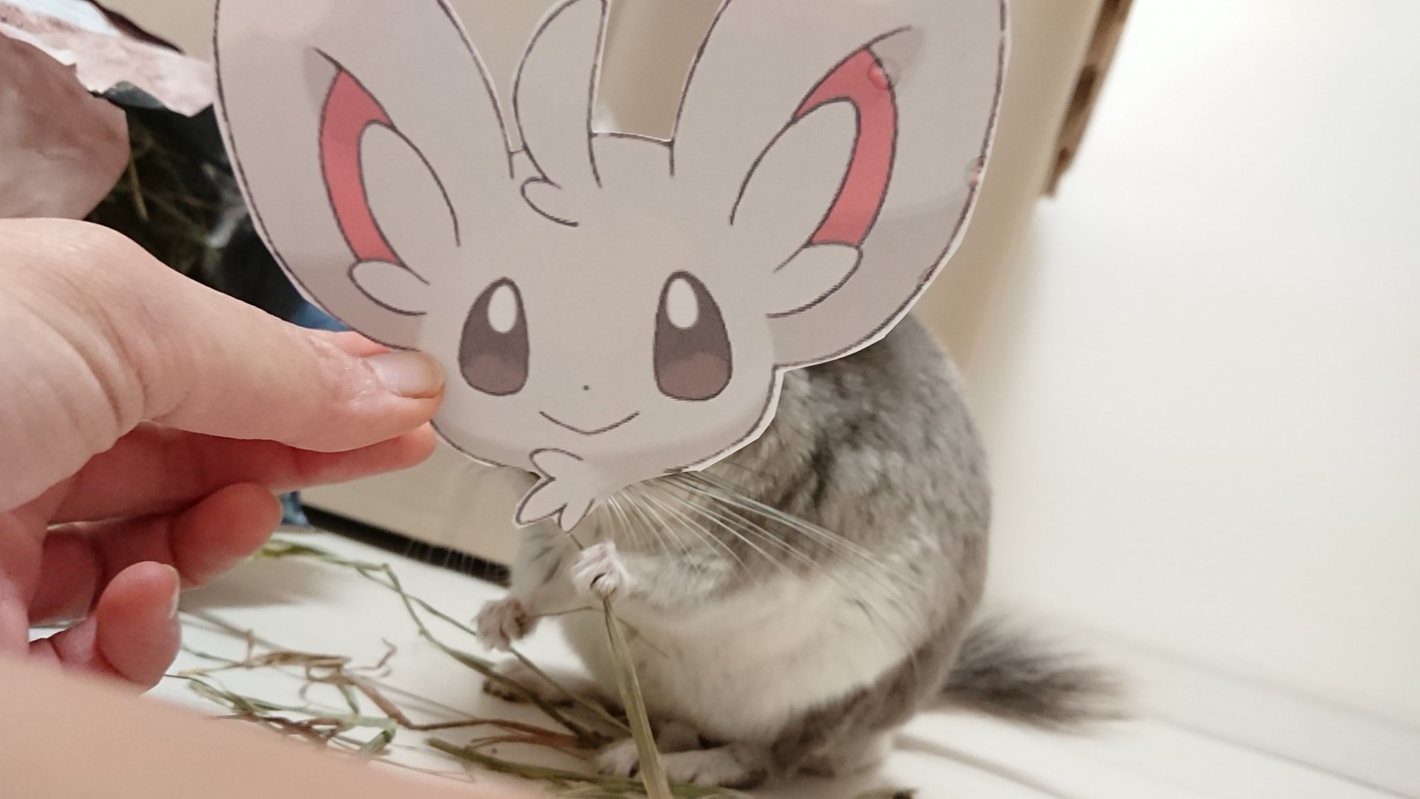 チラチーノ｜ポケモン図鑑SV｜ポケモン徹底攻略