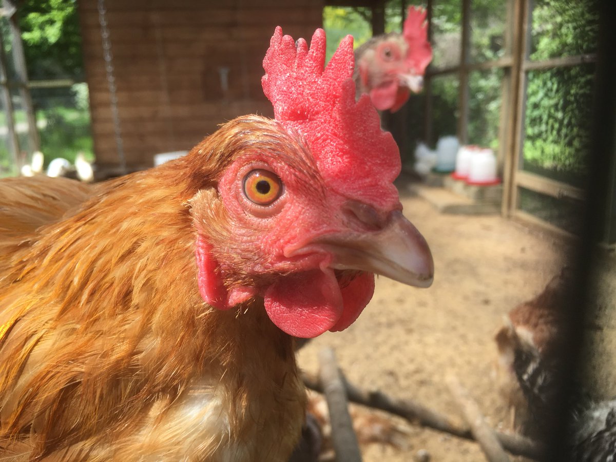 Woodlands farm on shooters hill is a wonderful place to spend an afternoon. <a href="/woodlandsft/">Woodlands Farm Trust</a> #cityfarm #london #farm #chicken