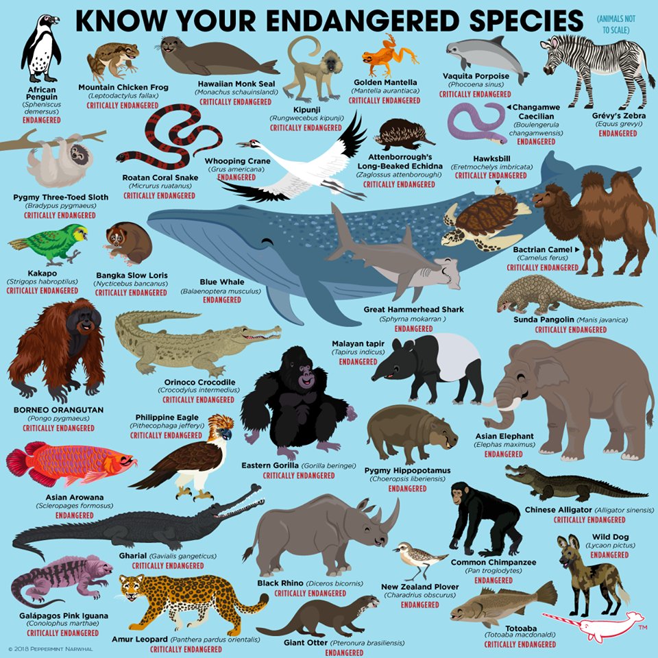 waza's tweet image. Today is #EndangeredSpeciesDay 
#WAZA member zoos and aquariums around the world are dedicated to saving species from extinction. 

Image by: @PepomintNarwhal