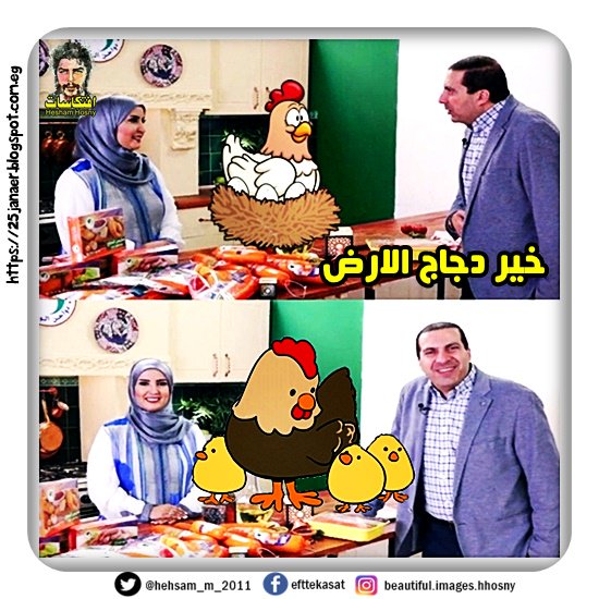    فراخ عمرو خالد خير دجاج الارض