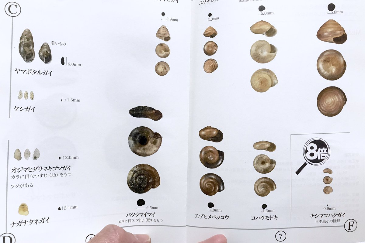 北海道博物館 野幌森林公園カタツムリ図鑑 いきもの図鑑 ではなく 明日の観察会のテキストで 参加者だけがもらえます 学芸員がつくった 北海道博物館の完全オリジナル これさえあれば 野幌森林公園で確認されている陸貝16種が だいたい