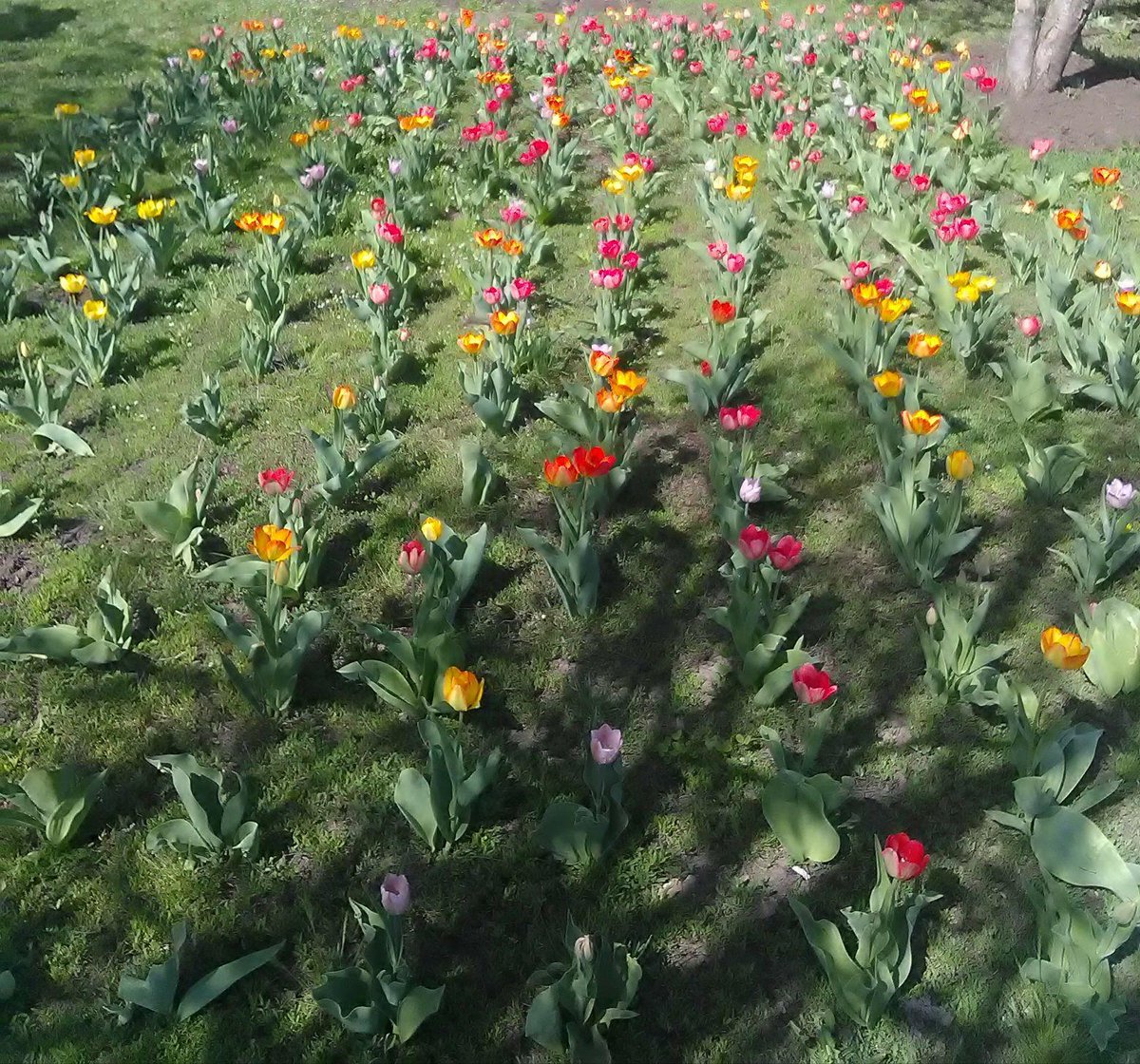 мои домашние тюльпаны