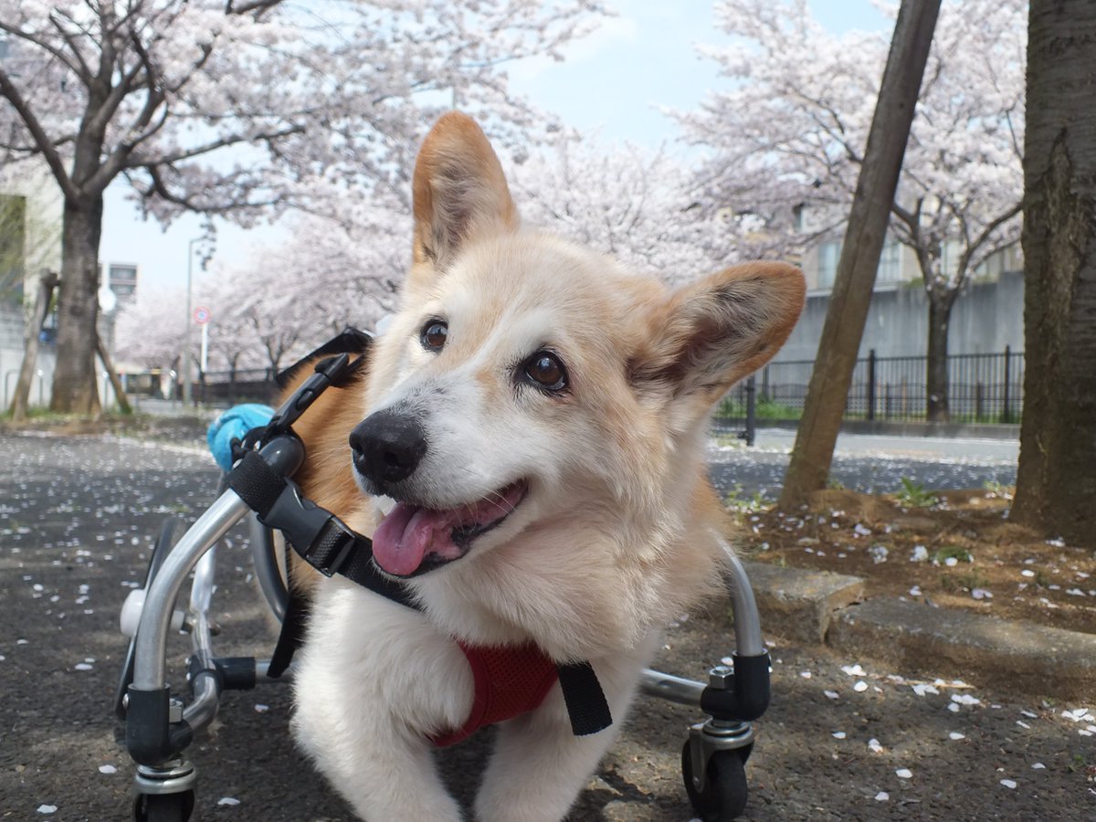 りえ＆こじろう👼 tweet media