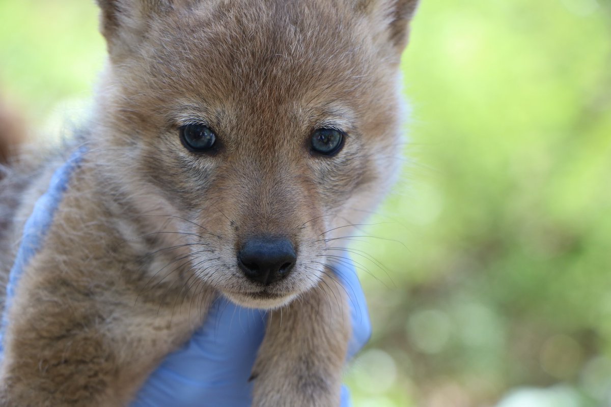 FPDCC's tweet photo. #CoyoteWeek: Coyote pups are cute, but all coyotes are best left alone. Never feed a coyote and never let your pets run loose. More tips for co-existing with urban coyotes: https://t.co/yjwg8kXZWh https://t.co/3PywQ3sxrB