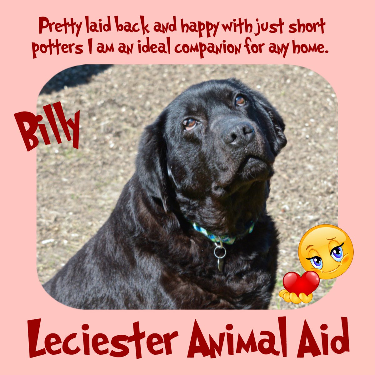 The Animal Team tweet media