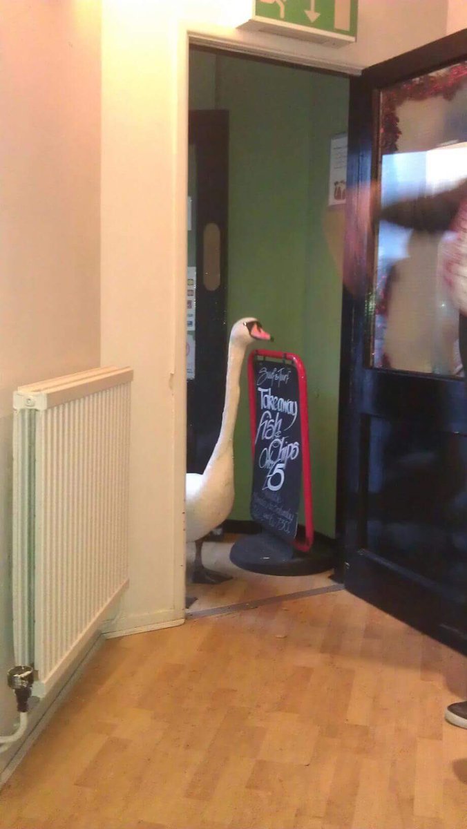 Jag: kom hit
Svan: jag kan inte 
Jag: har världens äckligaste torra kanter av dåligt bröd jag måste slänga.  
Svan: