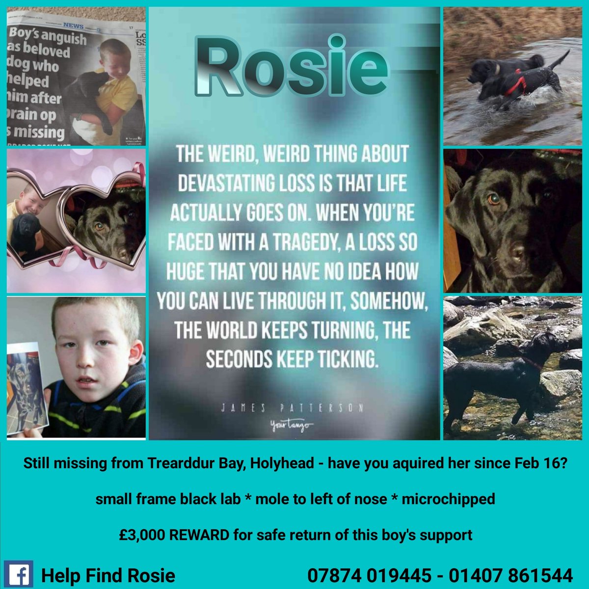 rosieismissing's tweet photo. Rosie still #missing from #holyhead #angelsey #wales child's #support #supportdogs #epilespsy #autism #anxiety #assistancedogs #helpfindrosie (Facebook https://t.co/f2q9lO0zEl ) https://t.co/bs07JKBTYH https://t.co/ZBe3dhQ6z4 https://t.co/NTqbwhfbOH
