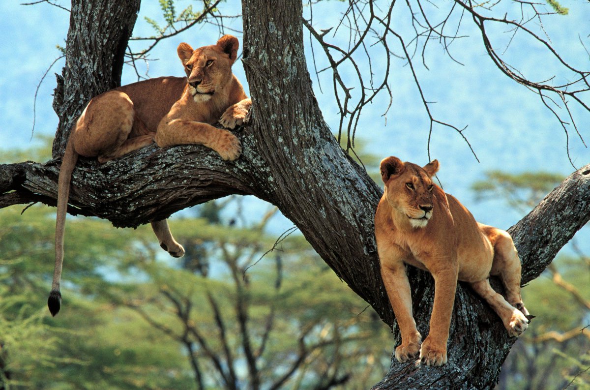 This #UniqueSafari will take you the real heart of #Tanzania, where you will see a lot of animals and experience the exotic wildlife.

check out now or inquire bit.ly/2rQGF9r 
Send the email and get price quote info@wildrootsafaris.com