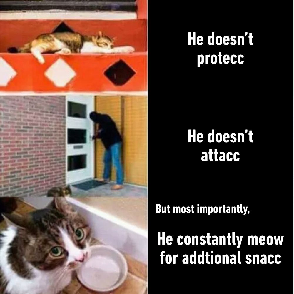 9GAG's tweet image. I have a kitty and I can confirm this.
9gag.com/gag/a8o0381?re…