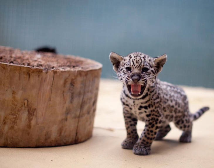 Baby Jaguar :D