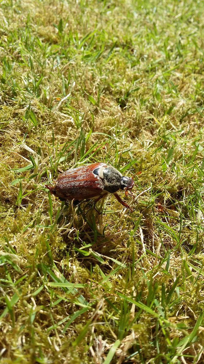 Please help identify this beetle, appx 1.5 inches long