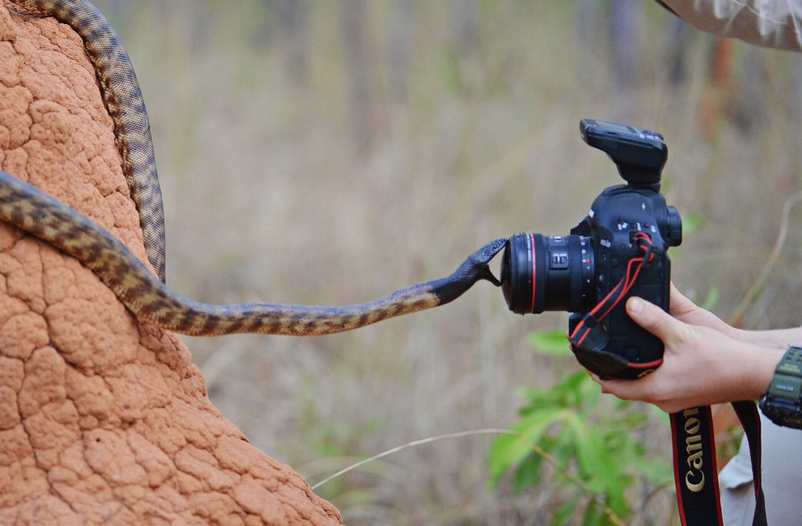 RobertIrwin's tweet photo. #FlashBackFriday to one of the most memorable wildlife photography shoots with a wild black-headed python 🐍 He certainly didn’t seem to like his reflection in the camera lens! https://t.co/FDMS4BNw8r
