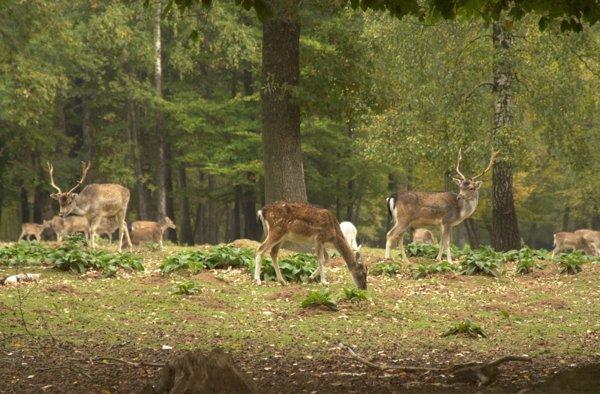 fredvalletoux's tweet photo. J'ai proposĂ© Ă @ONF_Officiel de crĂ©er un parc animalier Ă proximitĂ© du @CFontainebleau, qui permettrait au public dâobserver la faune sauvage, en lien avec lâhistoire du chĂąteau et le projet d'inscription au #PatrimoineMondial #Unesco. Quâen pensez-vous ? #ForetdException https://t.co/ROusCoo3d1
