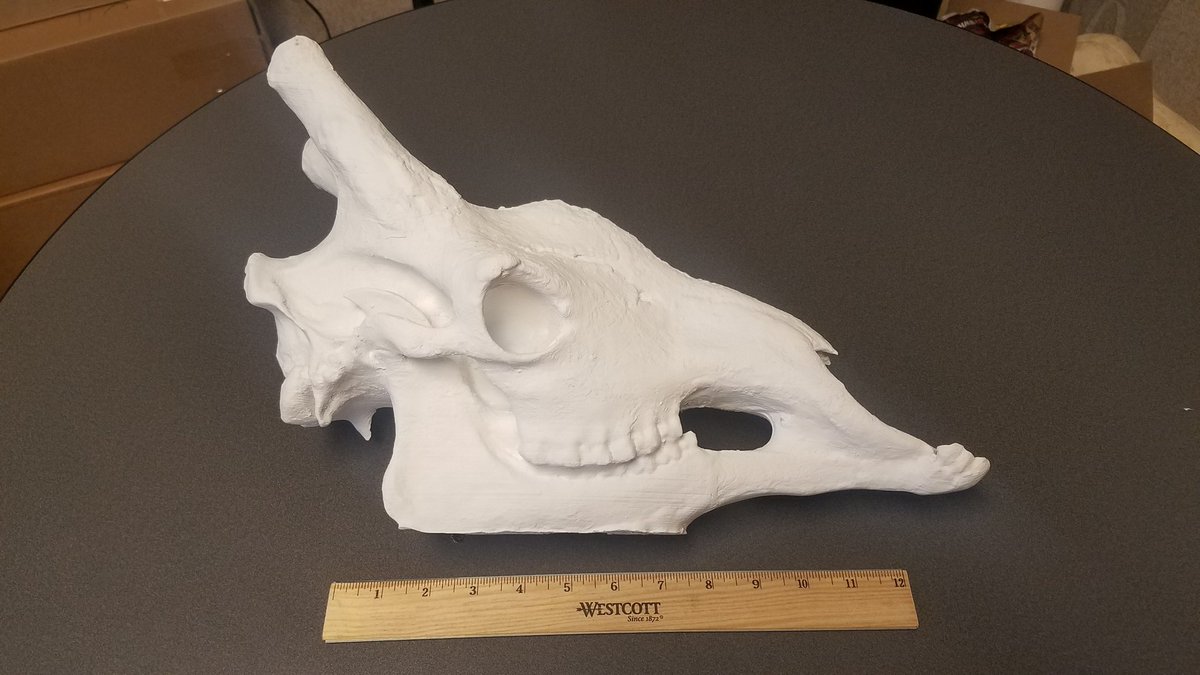 SPZConserve's tweet photo. @senecaParkZoo is experimenting with #3DPrinting of biofacts to save money and #Recycle plastics https://t.co/ifPkGW8WGk