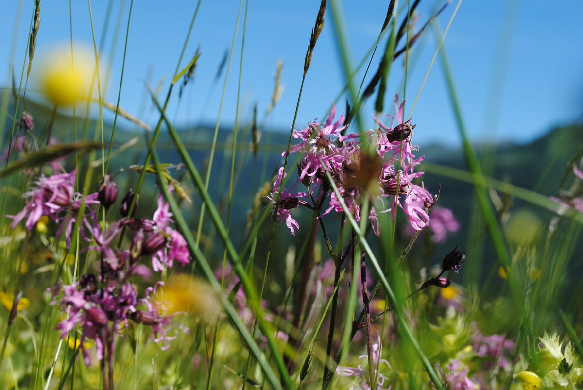 Wellnesswandern's tweet photo. #geführte #😀Alpenblumen- #Wanderung mit #Märchenerzählerin. Beim #Wandern Märchen, #Sagen und Geschichten von den Wundern der #Bergblumen hören. Diese #Wanderung führt hinauf zu einer #Almhütte, #SalzburgerLand https://t.co/ZPUM2BRyBb https://t.co/g5Y94rkkKA