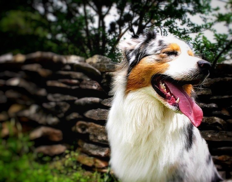 PawsitivelyChip's tweet photo. Dental Care: Keeping Your Pup’s Smile Happy and Healthy https://t.co/G3hwyg84rn https://t.co/aePjDCN7Jn