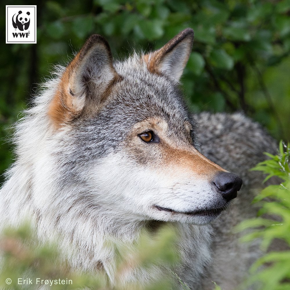 WWFNorge's tweet photo. – Ulven har aller størst grunn til å være skuffet over denne dommen, sier @bardvegar etter at Oslo tingrett frikjente staten i #ulverettssak.  Nå skal WWF studere dommen og vurdere hva som bør skje videre. https://t.co/gU0PtlrRcO #verdtåbevare https://t.co/0pYjoDC6f5