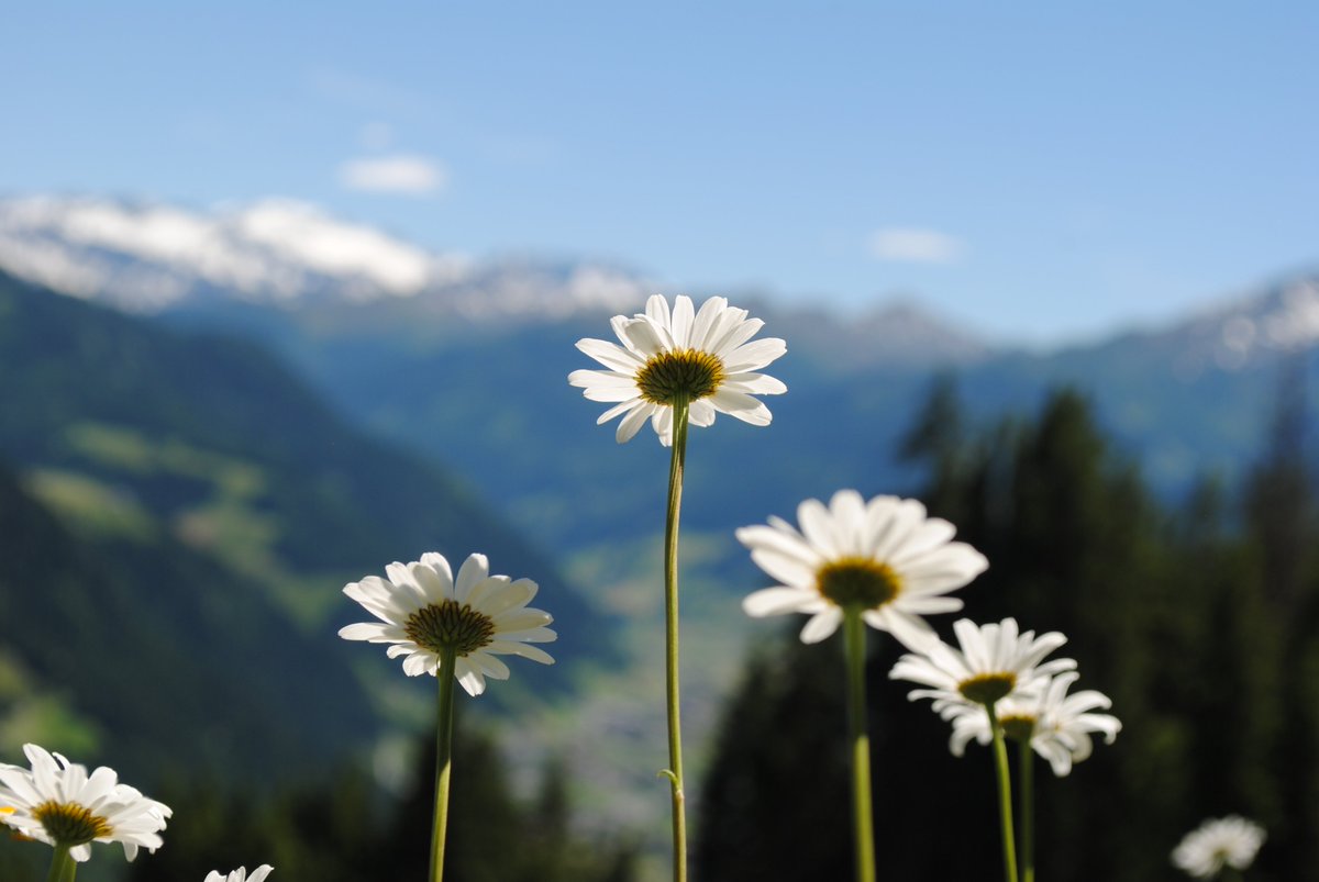 Wellnesswandern's tweet photo. #geführte #😀Alpenblumen- #Wanderung mit #Märchenerzählerin. Beim #Wandern Märchen, #Sagen und Geschichten von den Wundern der #Bergblumen hören. Diese #Wanderung führt hinauf zu einer #Almhütte, #SalzburgerLand https://t.co/ZPUM2BRyBb https://t.co/g5Y94rkkKA