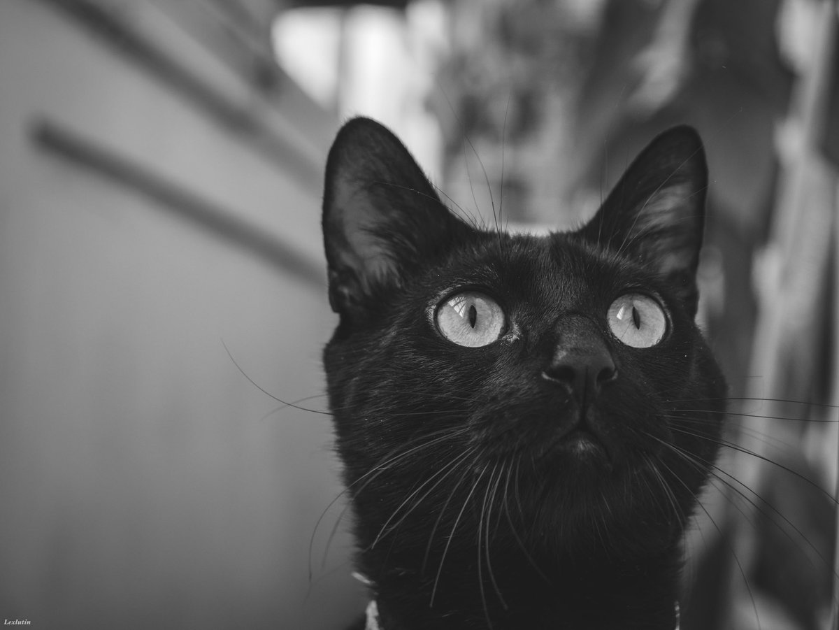 Lexlutin On Twitter Mon Chat Noir Et Blanc Cat