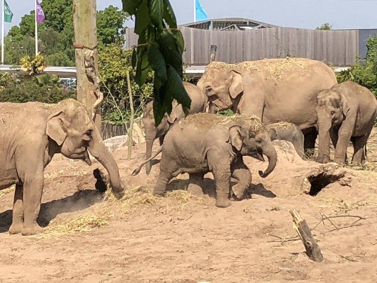 LHSArtandDesign's tweet photo. @chesterzoo Bush dogs baobabs.... baby elephants and boys monkeying around! @MrBalfourLHS @MrsHowieLHS @LHSresidentials #lhsres18 https://t.co/PUGBZOt8zV