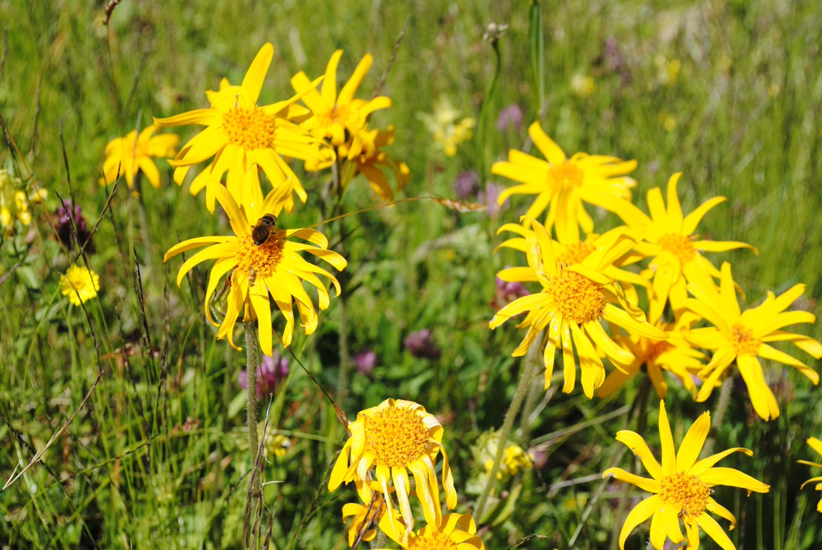 Wellnesswandern's tweet photo. #Geführte #Wanderung zu den #Alpenblumen mit #Märchen und Geschichten die #Bergwelt erleben. Im #SalzburgerLand. Unterwegs mit der #Märchernerzählerin. Mehr dazu: https://t.co/J1jKDOuwzP https://t.co/SAV1VKW0wO