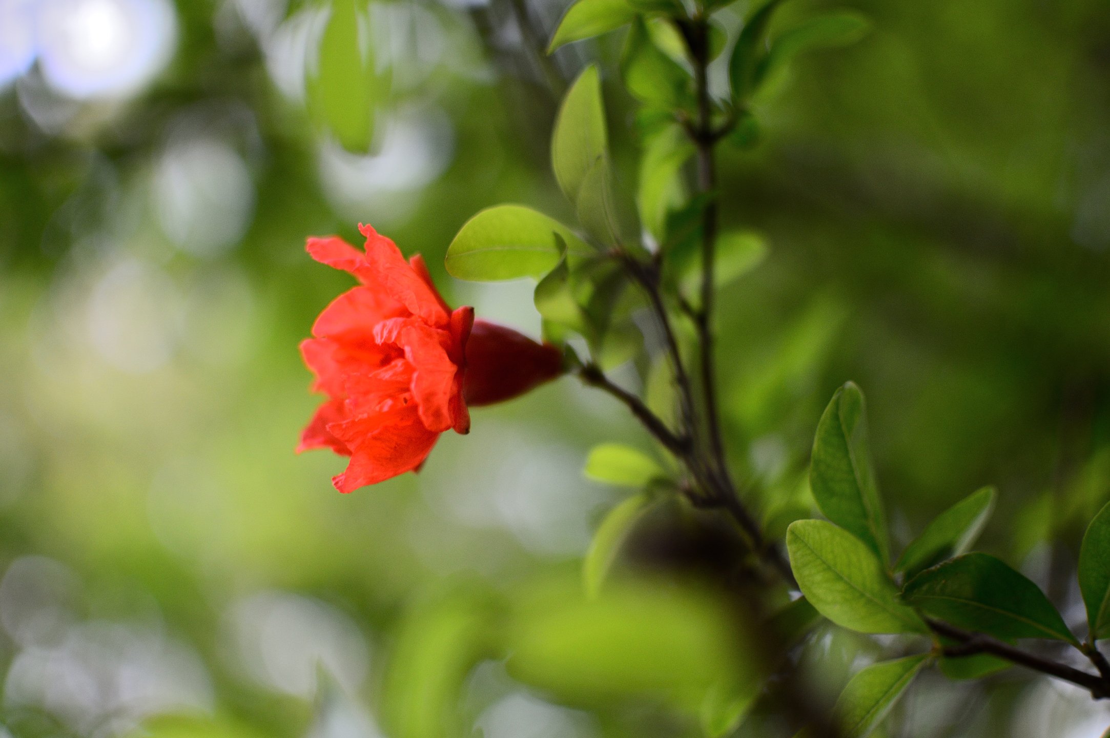 تويتر 清澄庭園 على تويتر タコさんウインナーの素はザクロの花 もっと集めたい 清澄庭園 日本庭園 東京 花 タコさんウインナー Japanesegarden Tokyo T Co 69iqsplabd