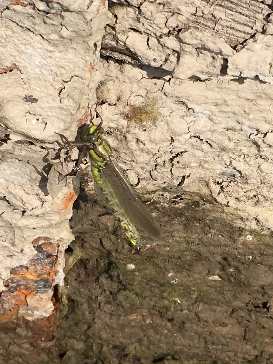 BDSdragonflies's tweet photo. And we're off! The #Clubtail season has begun, with the photo below taken today at #QuarryPark, #Shrewsbury, #Shropshire. It's not too late to take part in #ClubtailCount, more here: https://t.co/h7yAZdLRhC @DilgerTV @BBCSpringwatch @WildlifeMag @WildlifeTrusts @Natures_Voice https://t.co/XqAKalghDm
