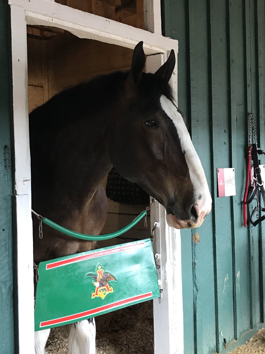 Tvg On Twitter About To Go Live For The Preaknessstakes Preview