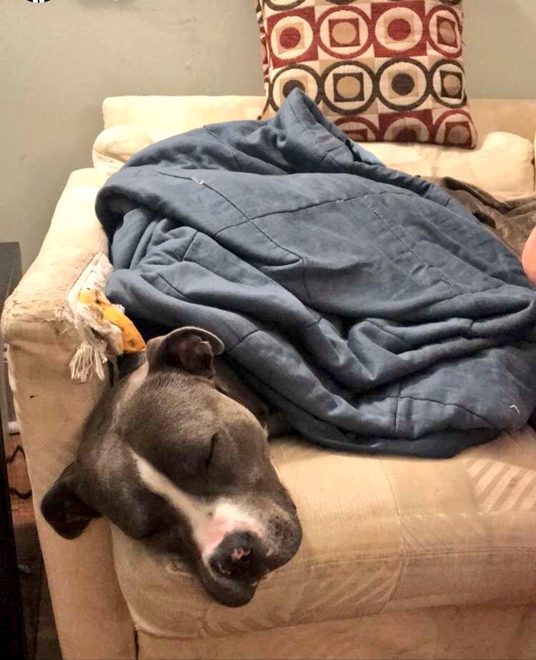 CallmeJarred's tweet photo. This #PittBullDropOff is fucked up on every level. To show the real side of the overly friendly breed, here’s a thread of my dog Kendrick. https://t.co/j1Gce9haMI