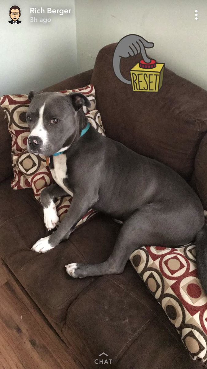CallmeJarred's tweet photo. This #PittBullDropOff is fucked up on every level. To show the real side of the overly friendly breed, here’s a thread of my dog Kendrick. https://t.co/j1Gce9haMI