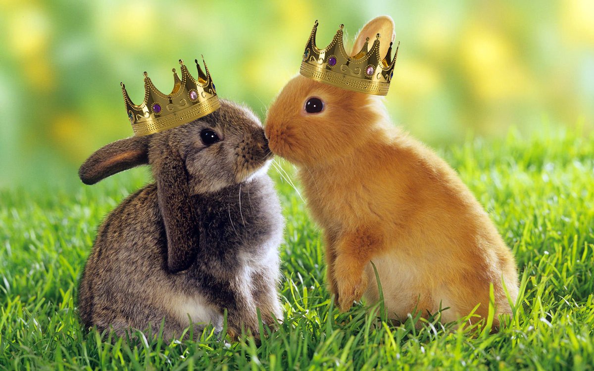 naturesfeast's tweet photo. Congratulations to Harry &amp; Meghan on their #RoyalWedding2018 Here's our own recreation of the special moment...we even managed to find a ginger bunny :-) https://t.co/OIDSRgHFL9