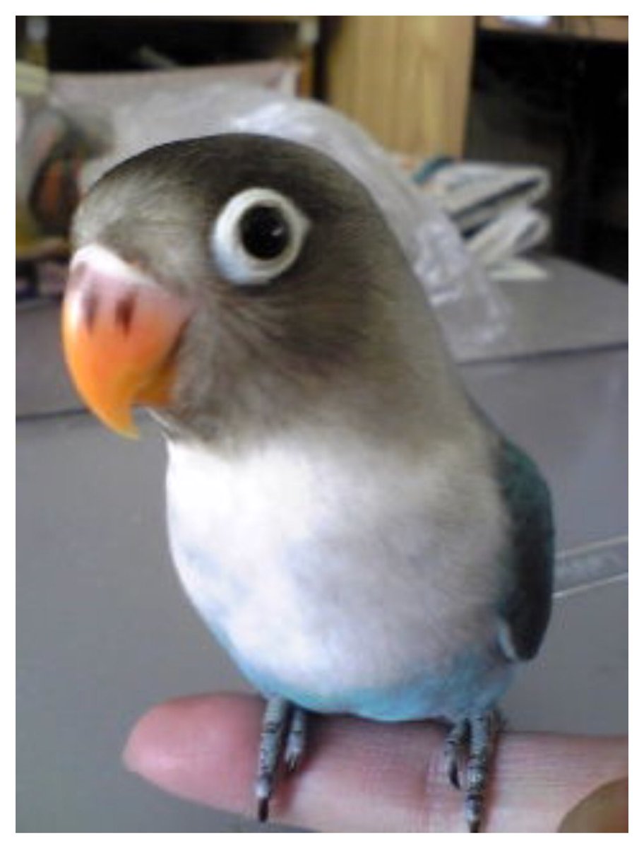 Eyering Ar Twitter ブルーボタンのバタピー現在7歳 ルチノーボタンのカキピー現在4歳 父ちゃんも母ちゃんも毎日癒されてます これを見た人は雛が成長した画像貼れ ブルーボタンインコ ブルーボタン ルチノーボタンインコ ルチノーボタン ボタンインコ