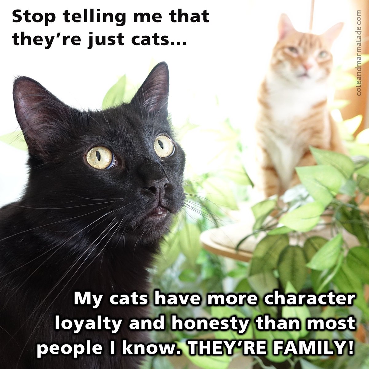 ColeTheBlackCat tweet picture