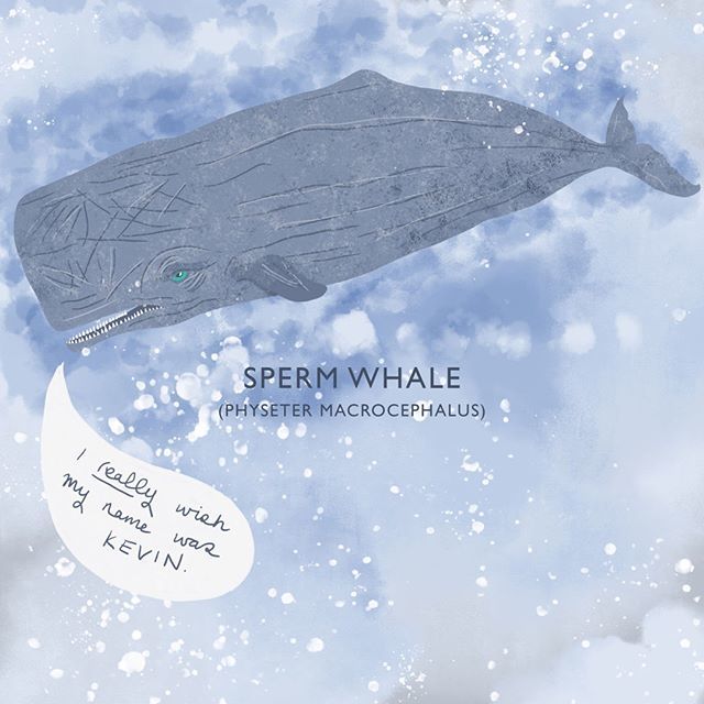 PaperPaperUK2's tweet image. Poor sperm whales, I hope they're not too sad about their silly name.
.
.
.
.
.
.
.
.
.
.
#whale #spermwhale #whaleillustration #whaleart #underthesea #whalesofinstagram
#illustrationoftheday #drawingoftheday #illustratorsoninstagram #illustagram #instaa… ift.tt/2rR28hy