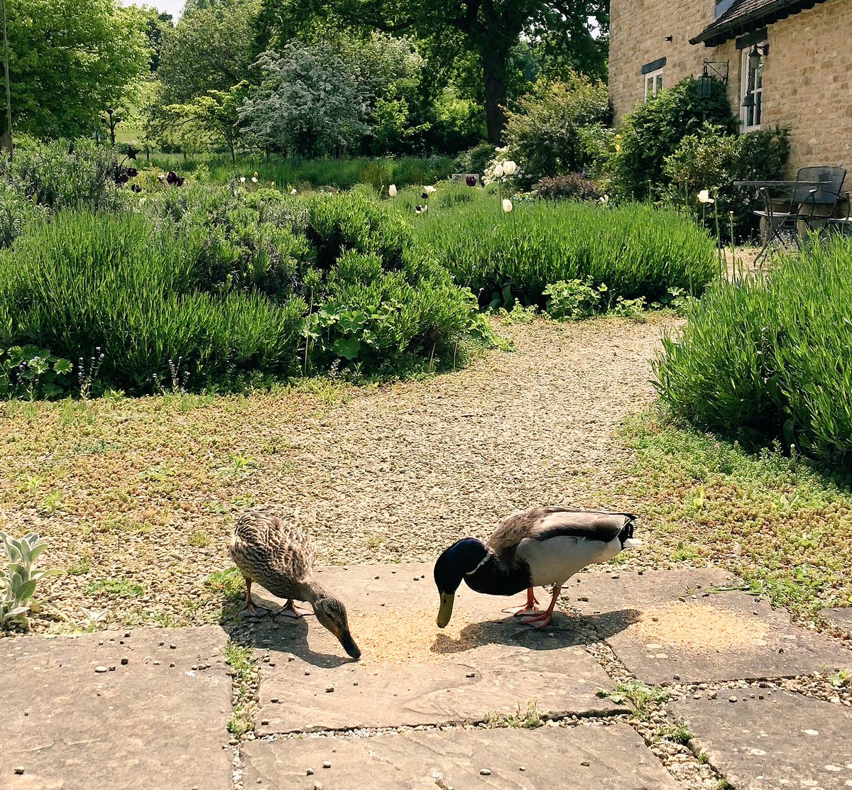 ExLibrisGame's tweet photo. Our new office interns. They’re deDUCKation to the job is adMALLARDle.... #sorrynotsorry https://t.co/sq3bZW8WbO
