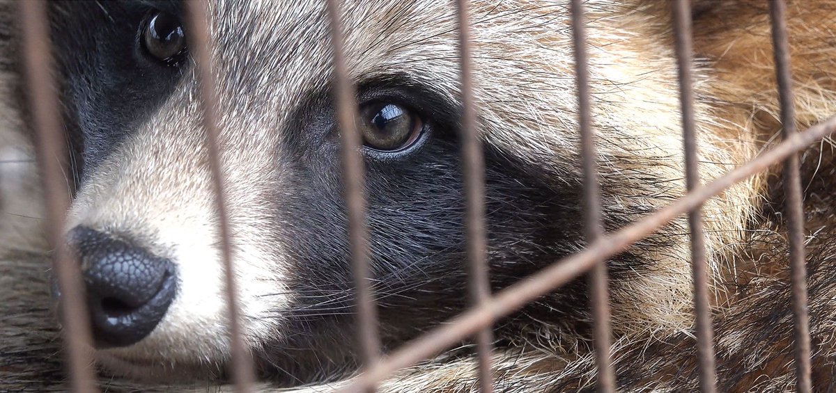 Fur Free Britain Campaign - Humane Society International UK buff.ly/2LdJkBV