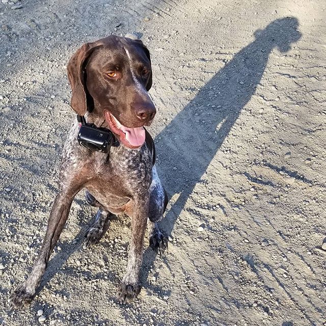 saracullin's tweet photo. If y'all face the sun you won't see shadows ☀️
#happydog #pointer_feature #germanshorthairedpointer #gspofinstagram #gspofig #gspcommunity #pointersofinstagram #pointersofig #pointerdogs #pointeroftheday #pointerworld #gspoftheday #livefortheweekend https://t.co/L5oMCHPcjt https://t.co/agfLUm1j4X
