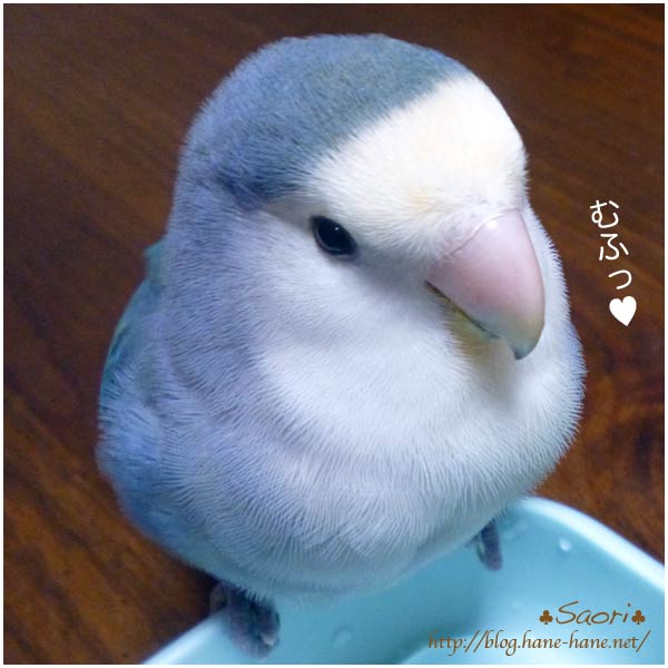 コザクラインコのtwitterイラスト検索結果 古い順