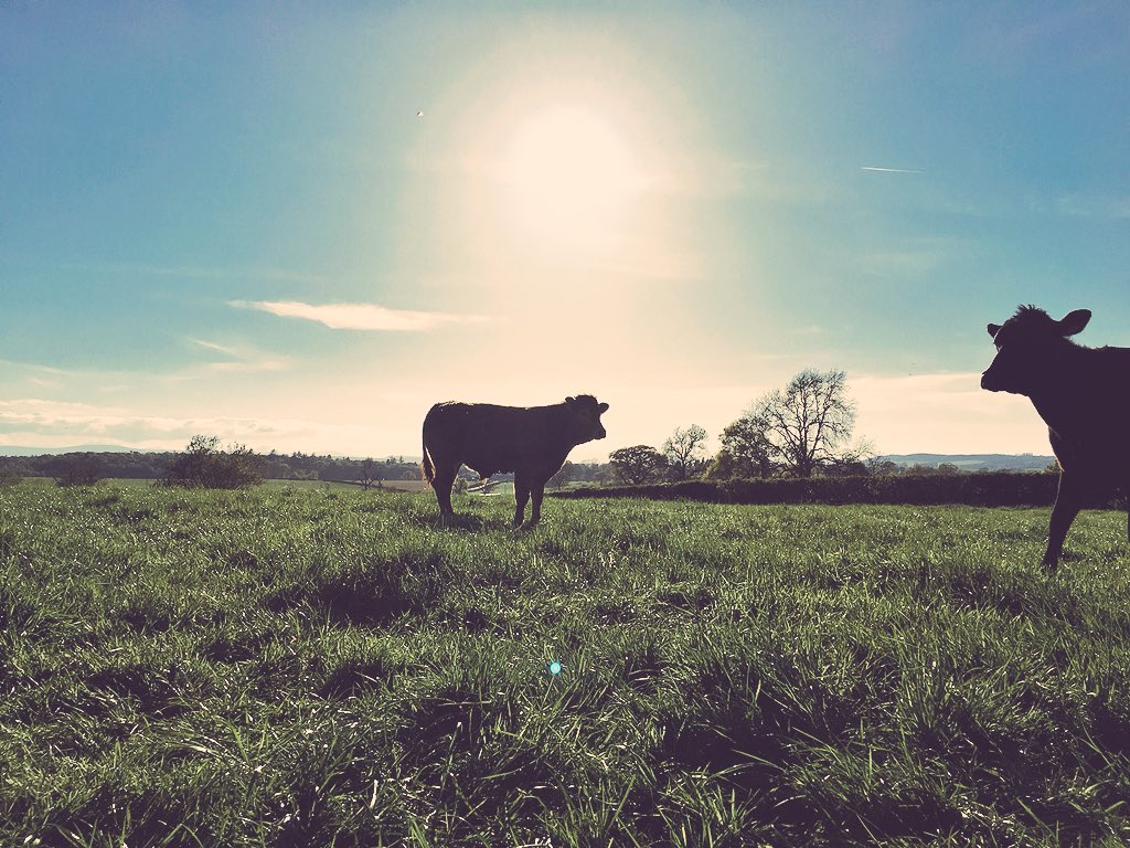 This is just lush 😍😍😍 bloody love summer #teambeef #farm365 #agricultureuk