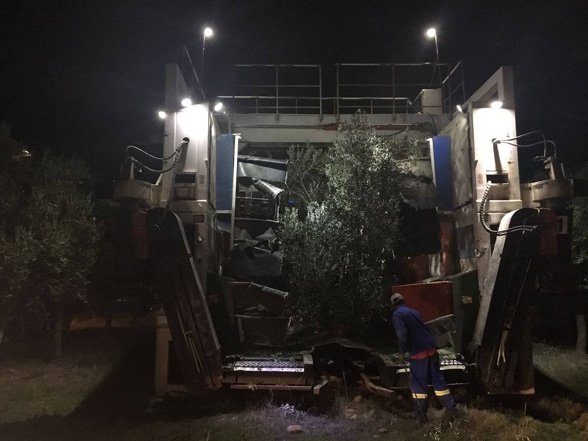 Greenleaf Olive Co. tweet media